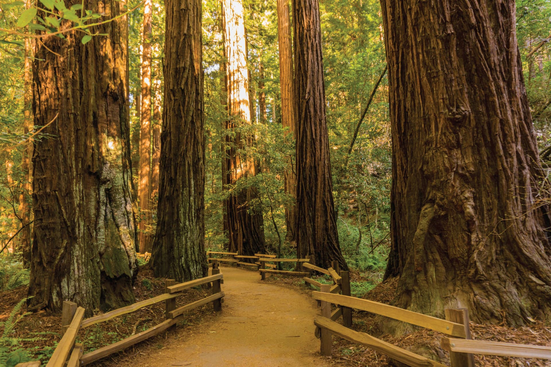 Muir Woods & Sausalito Half-Day Tour - სურათი 5