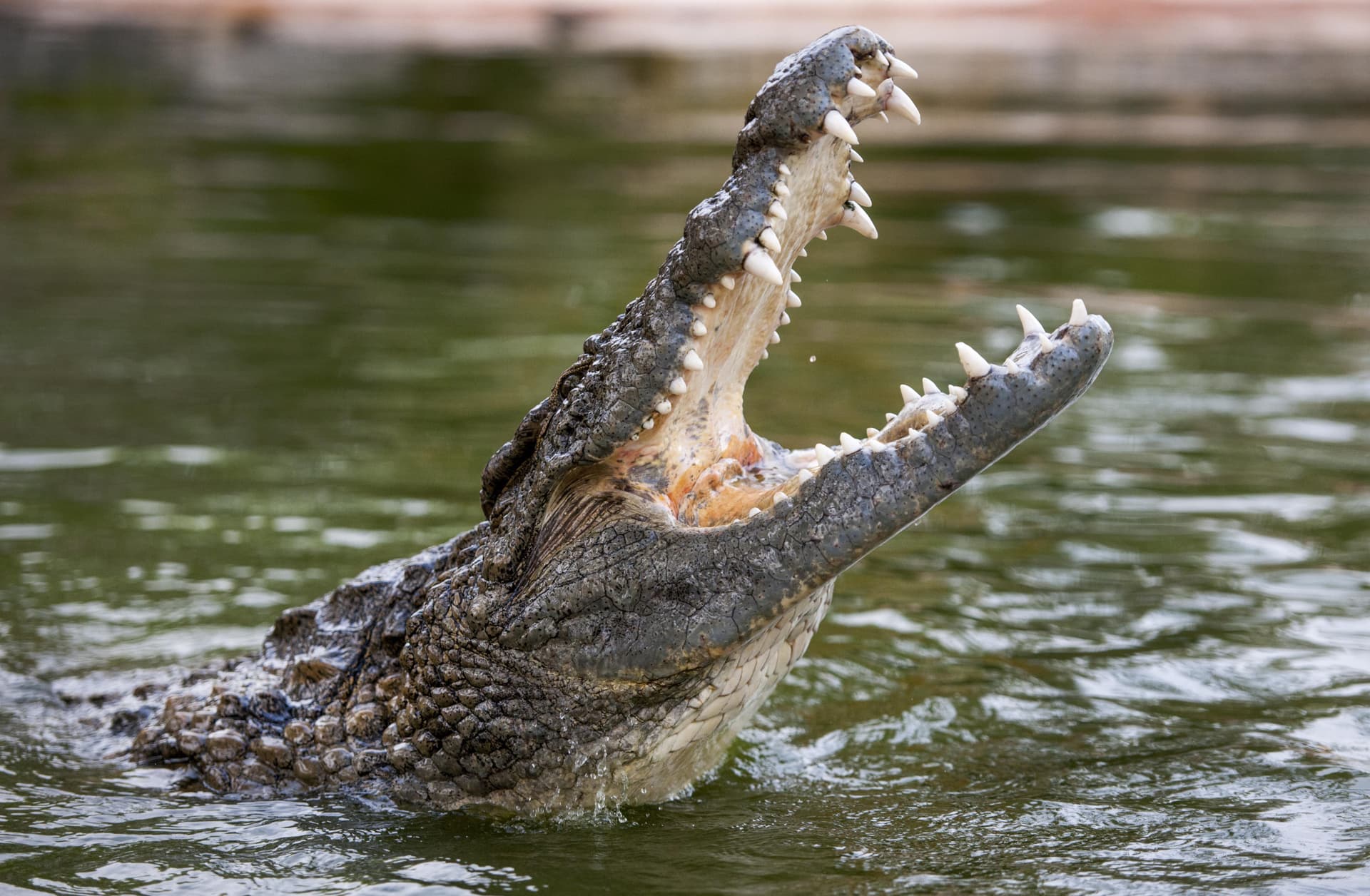 COMBO: Dubai Dolphinarium + Dubai Crocodile Park Tickets - სურათი 4