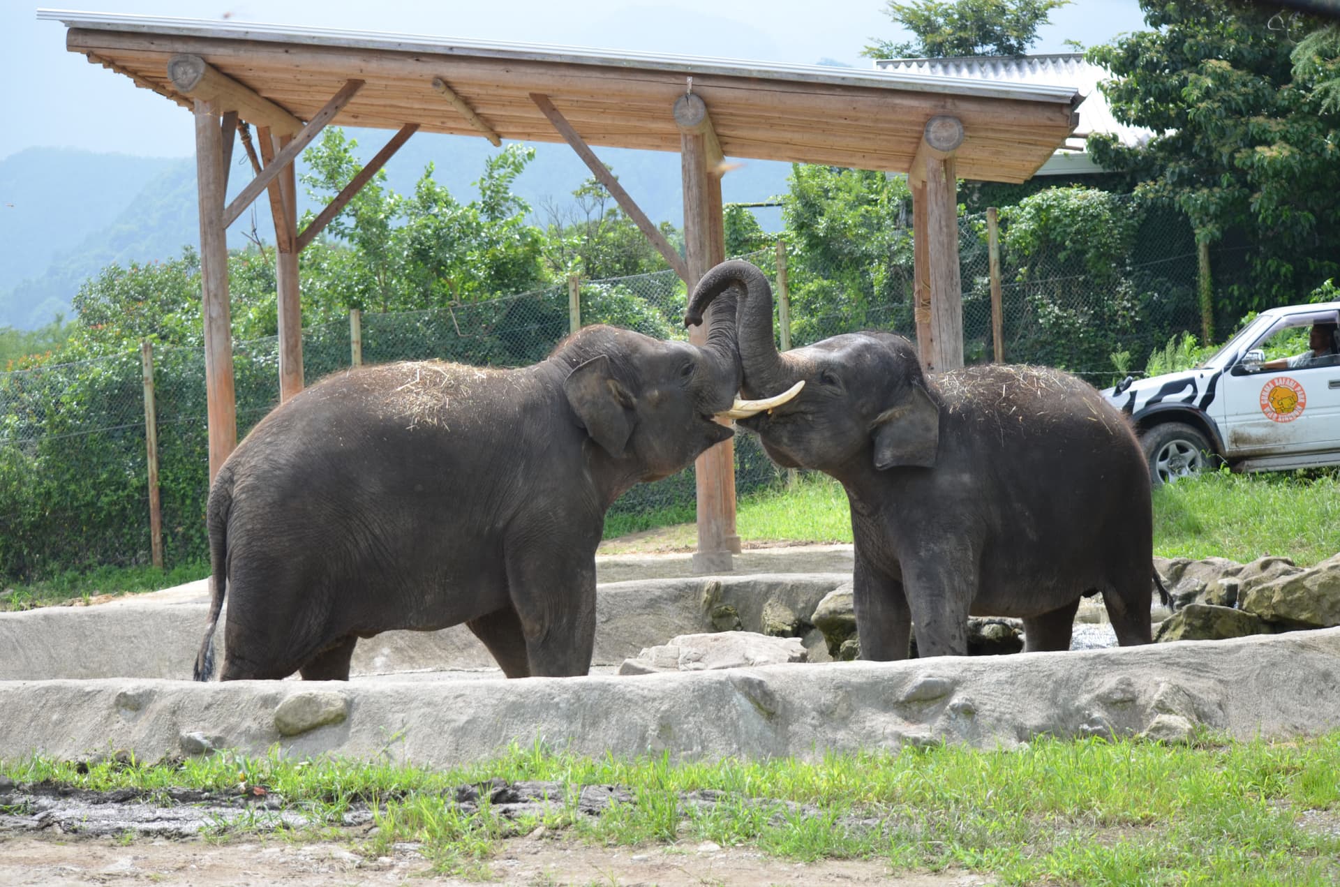 Gunma Safari Park Ticket - სურათი 2