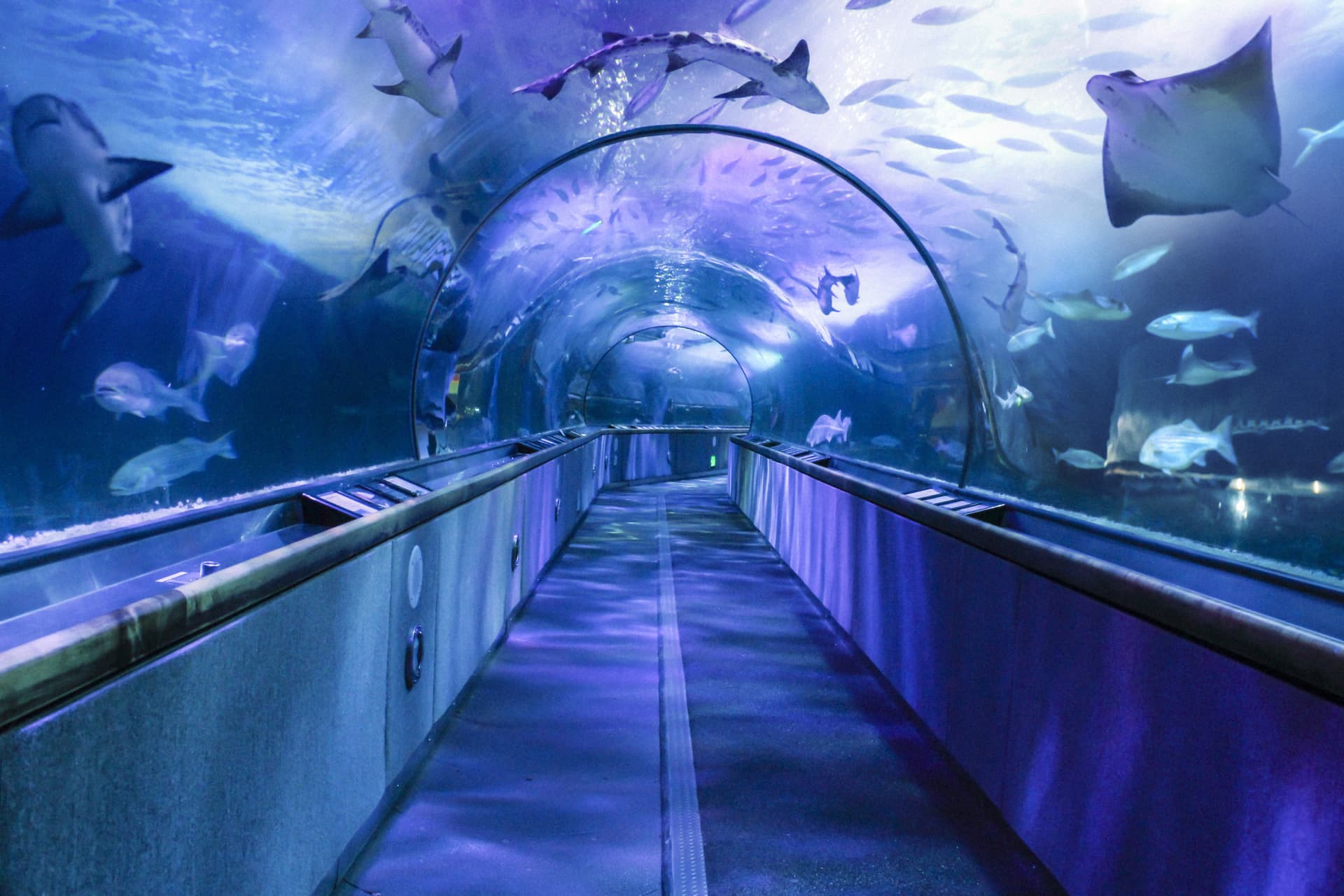 Go City San Francisco Explorer Pass: Save up to 50% on Attractions - სურათი 9