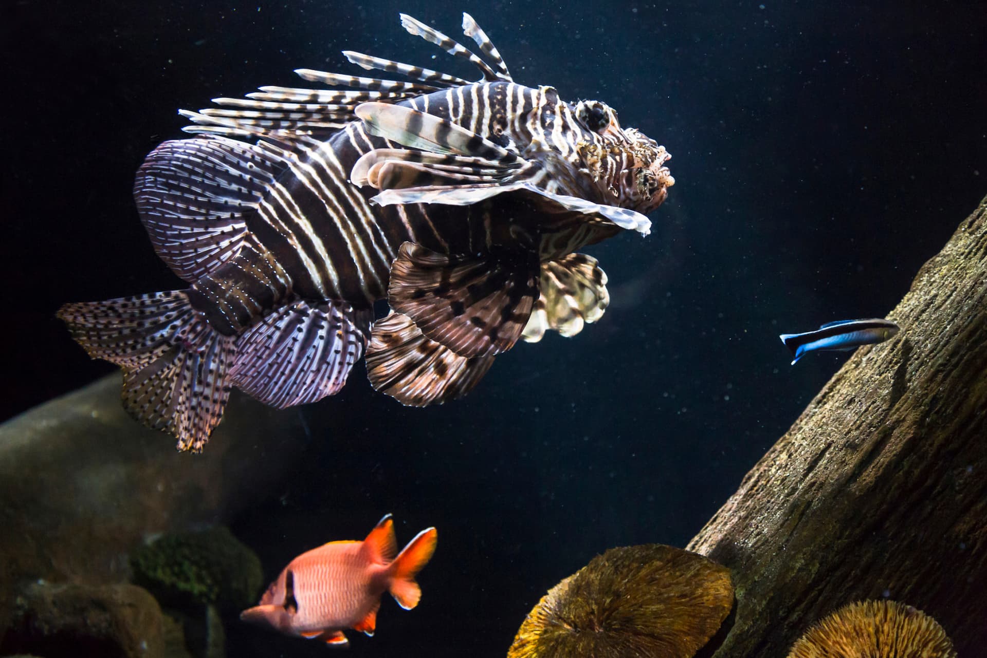 SEA LIFE Munich Aquarium Ticket - სურათი 8