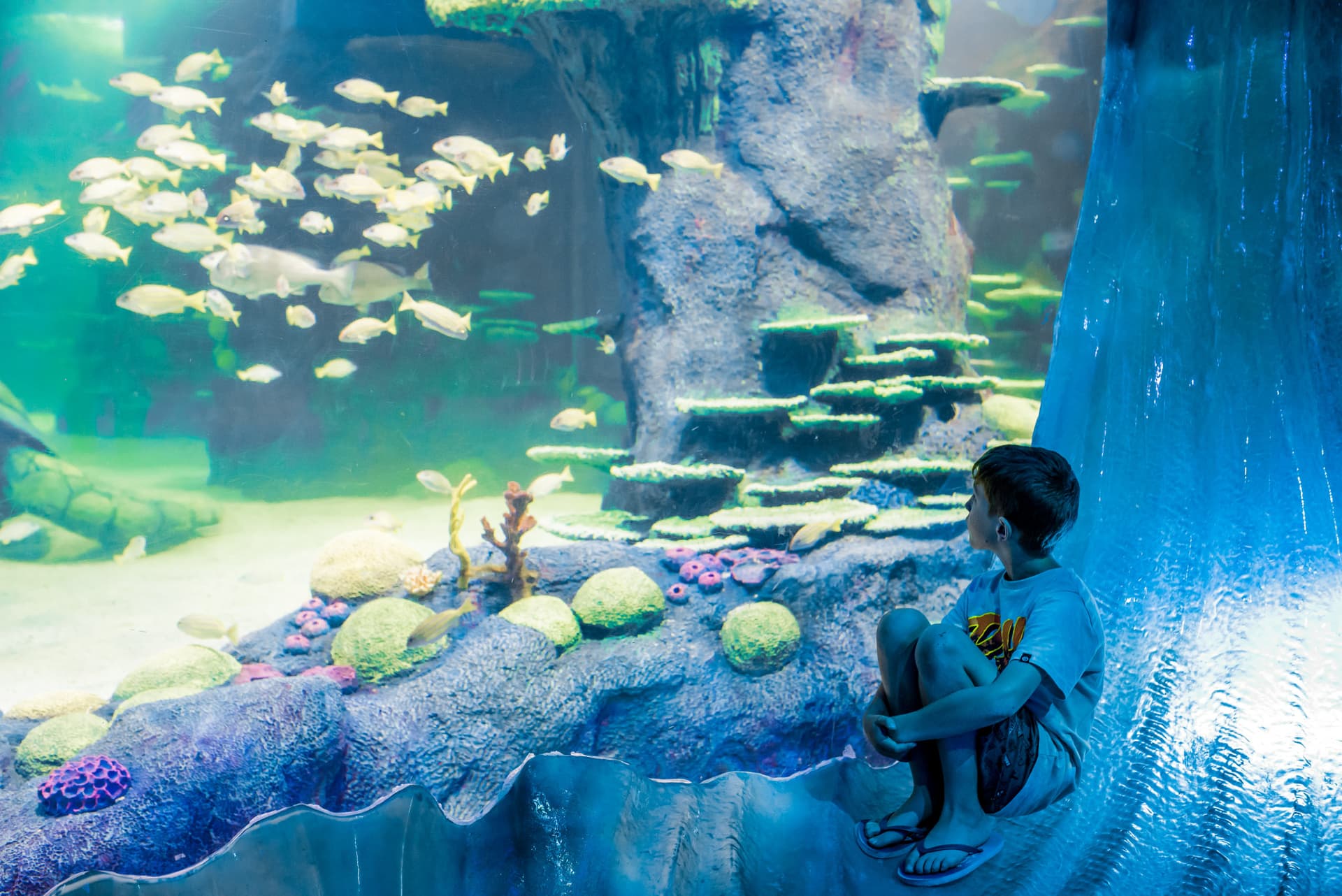 SEA LIFE Sydney Aquarium Direct Entry Ticket - მთავარი სურათი