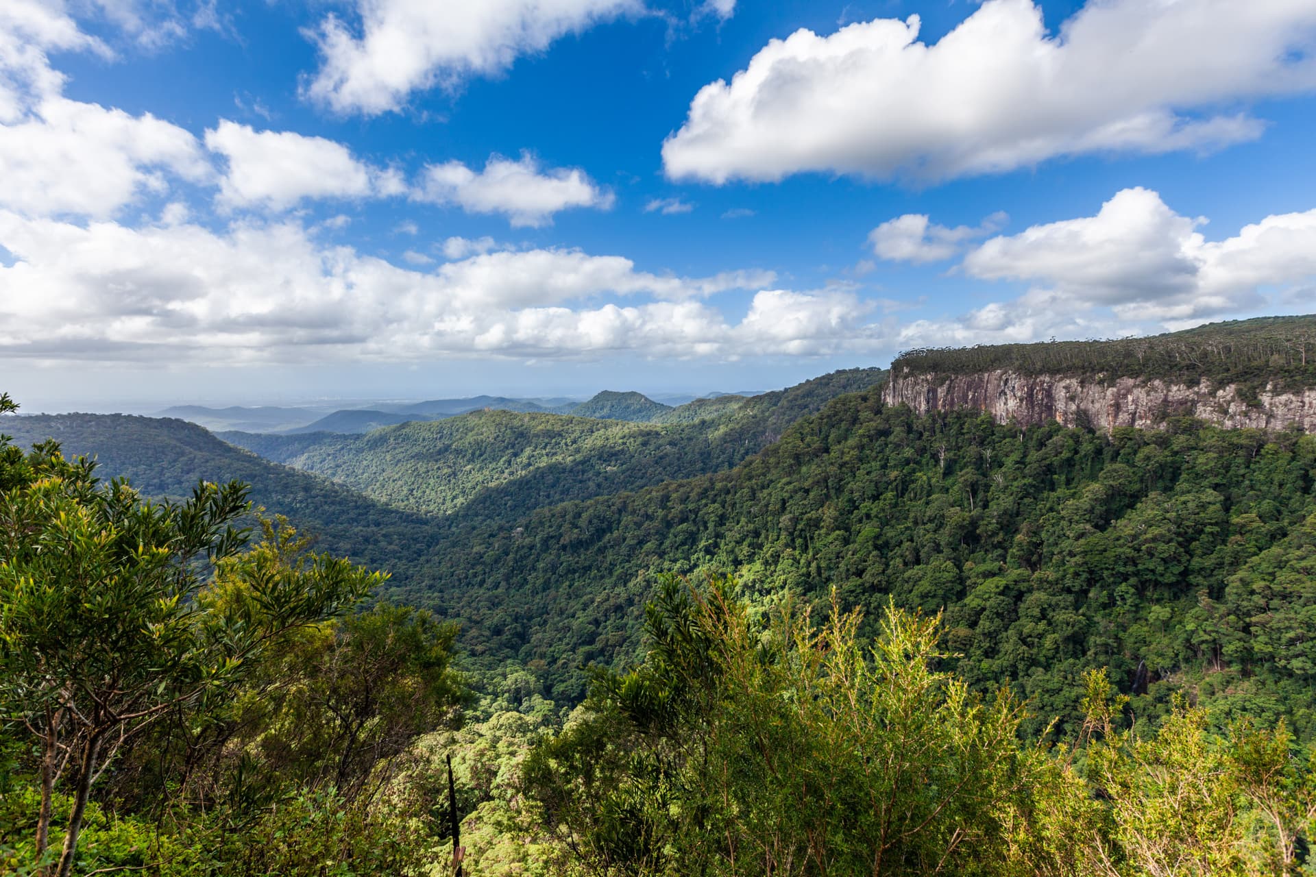 Springbrook National Park Tour: Natural Bridge and Waterfalls - სურათი 5