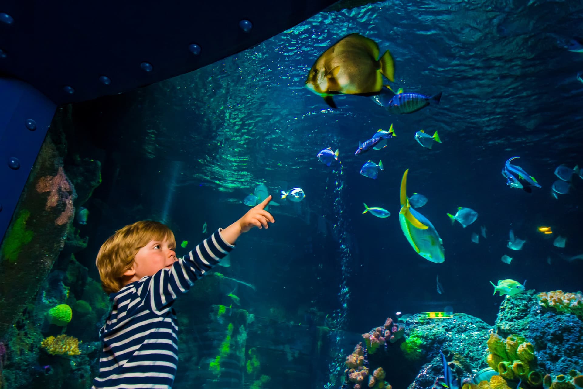 SEA LIFE Konstanz Aquarium Ticket - სურათი 5