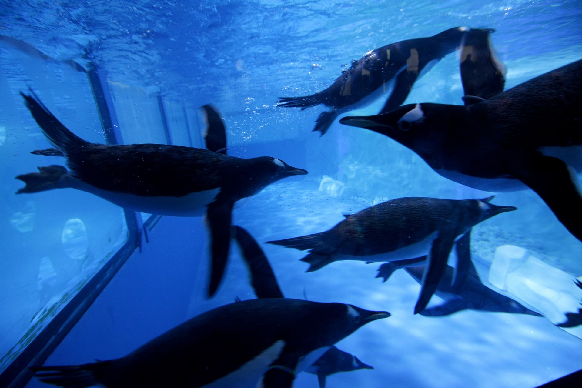 COMBO: SEA LIFE Bangkok Ocean World + Madame Tussauds Bangkok Tickets - სურათი 5