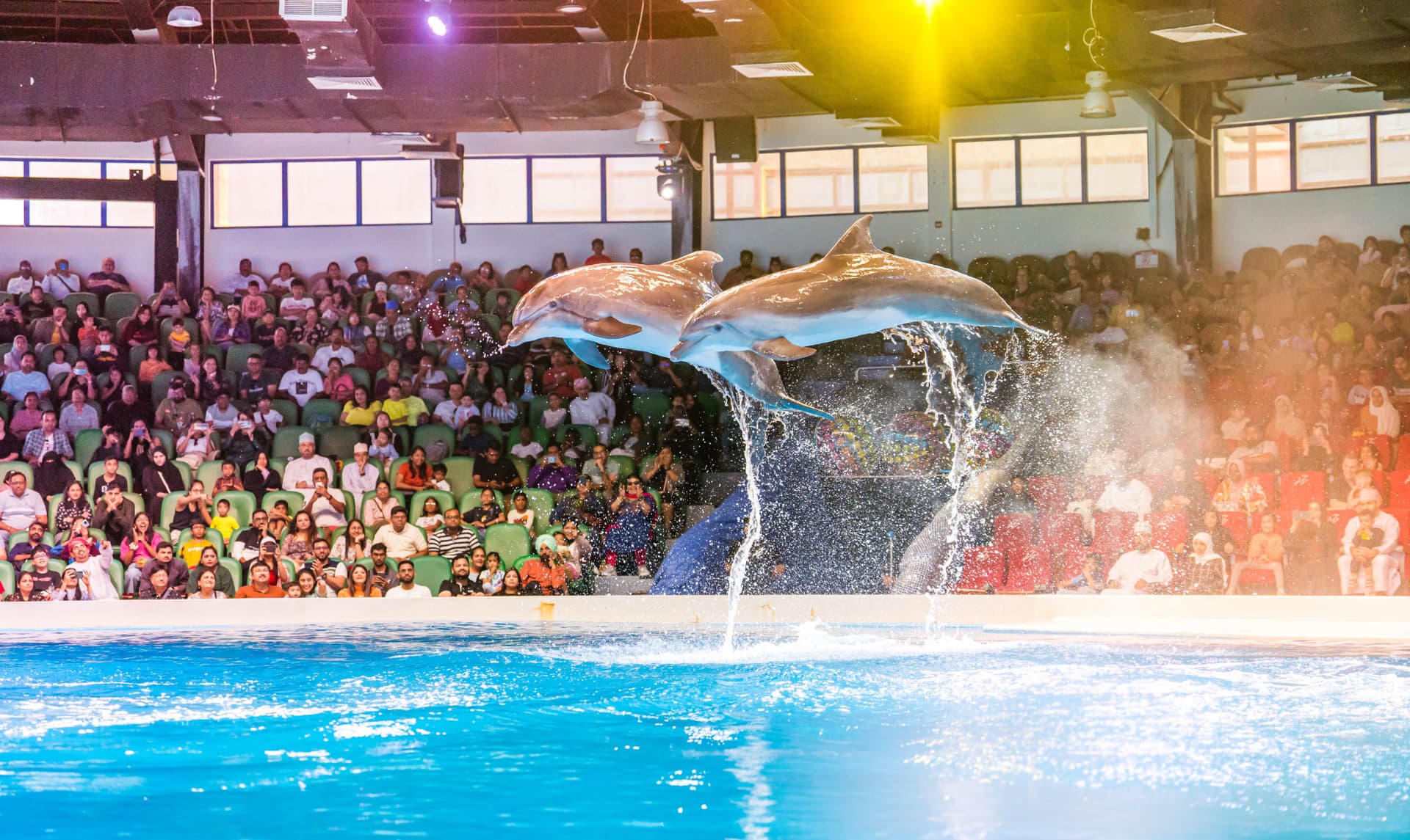 Dubai Dolphinarium Ticket - მთავარი სურათი