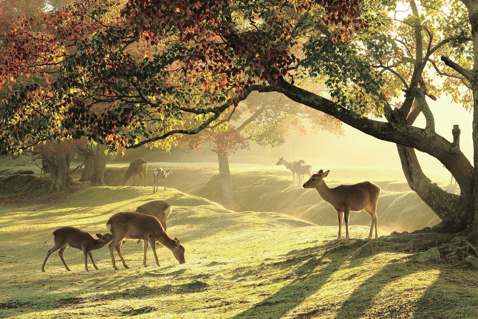 Kyoto and Nara Tour from Osaka - სურათი 6