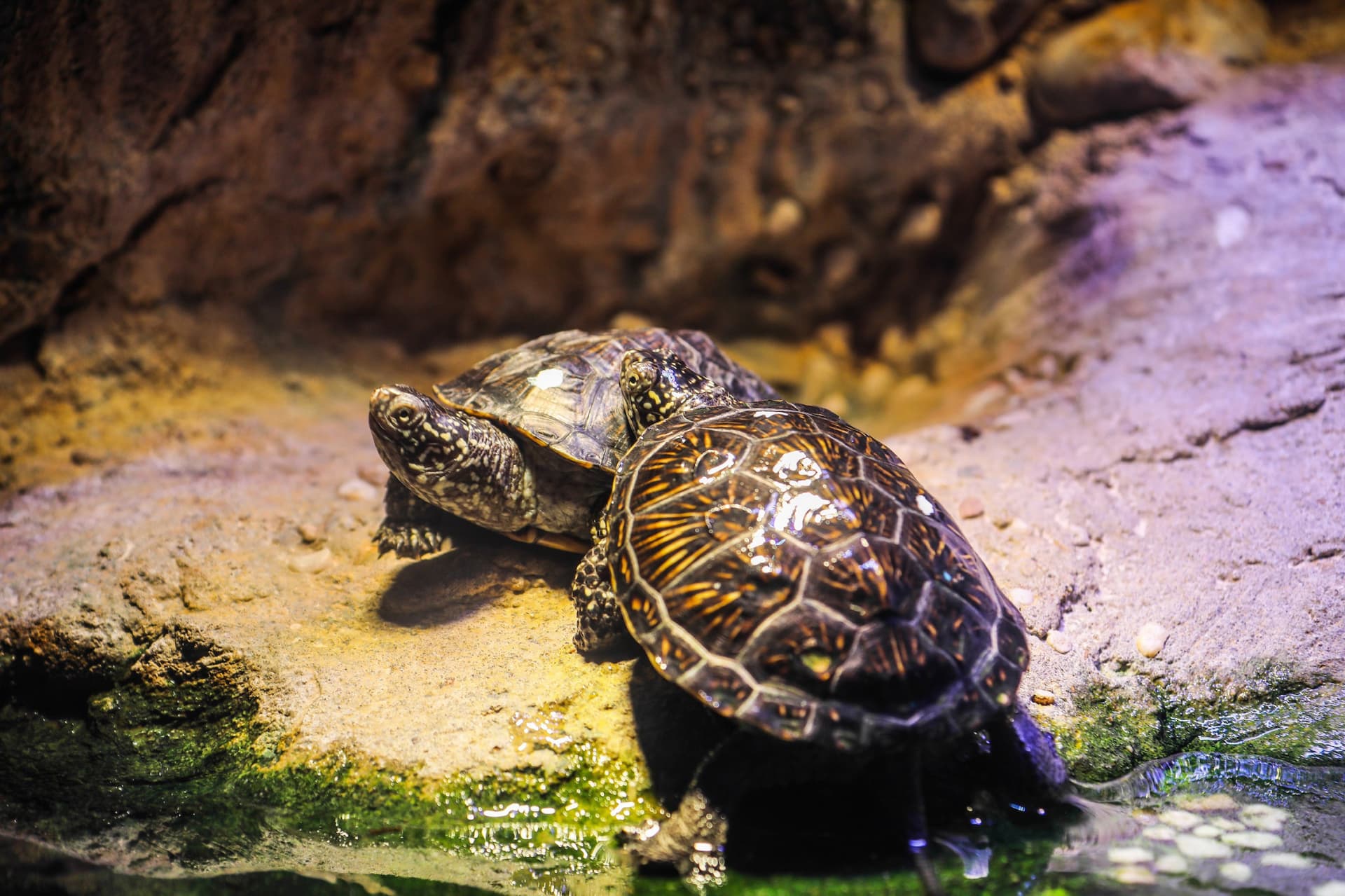 SEA LIFE Hannover Aquarium Ticket - სურათი 10
