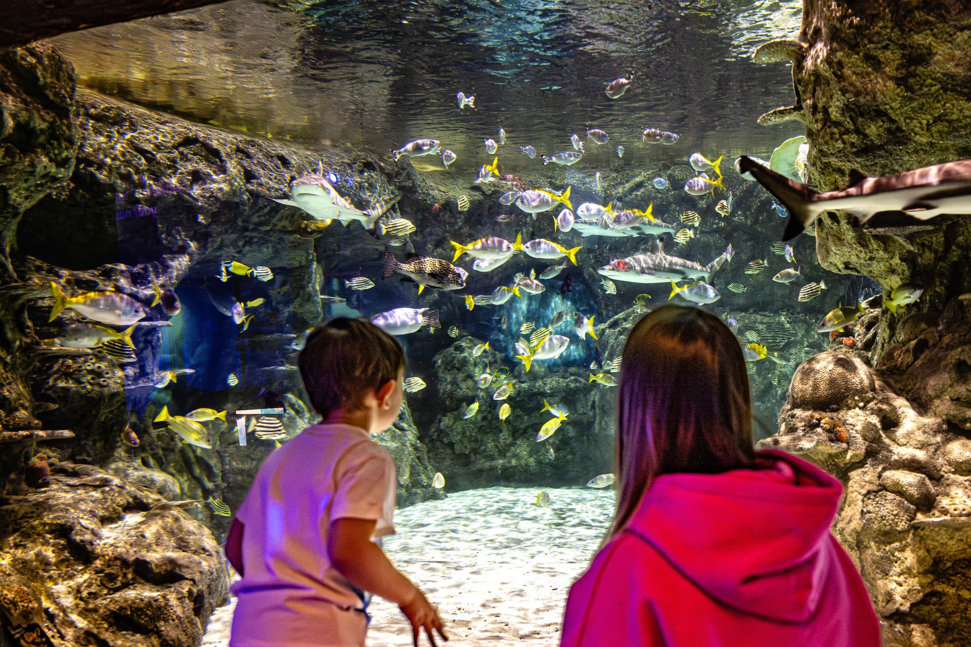 SEA LIFE Brighton Ticket - სურათი 5