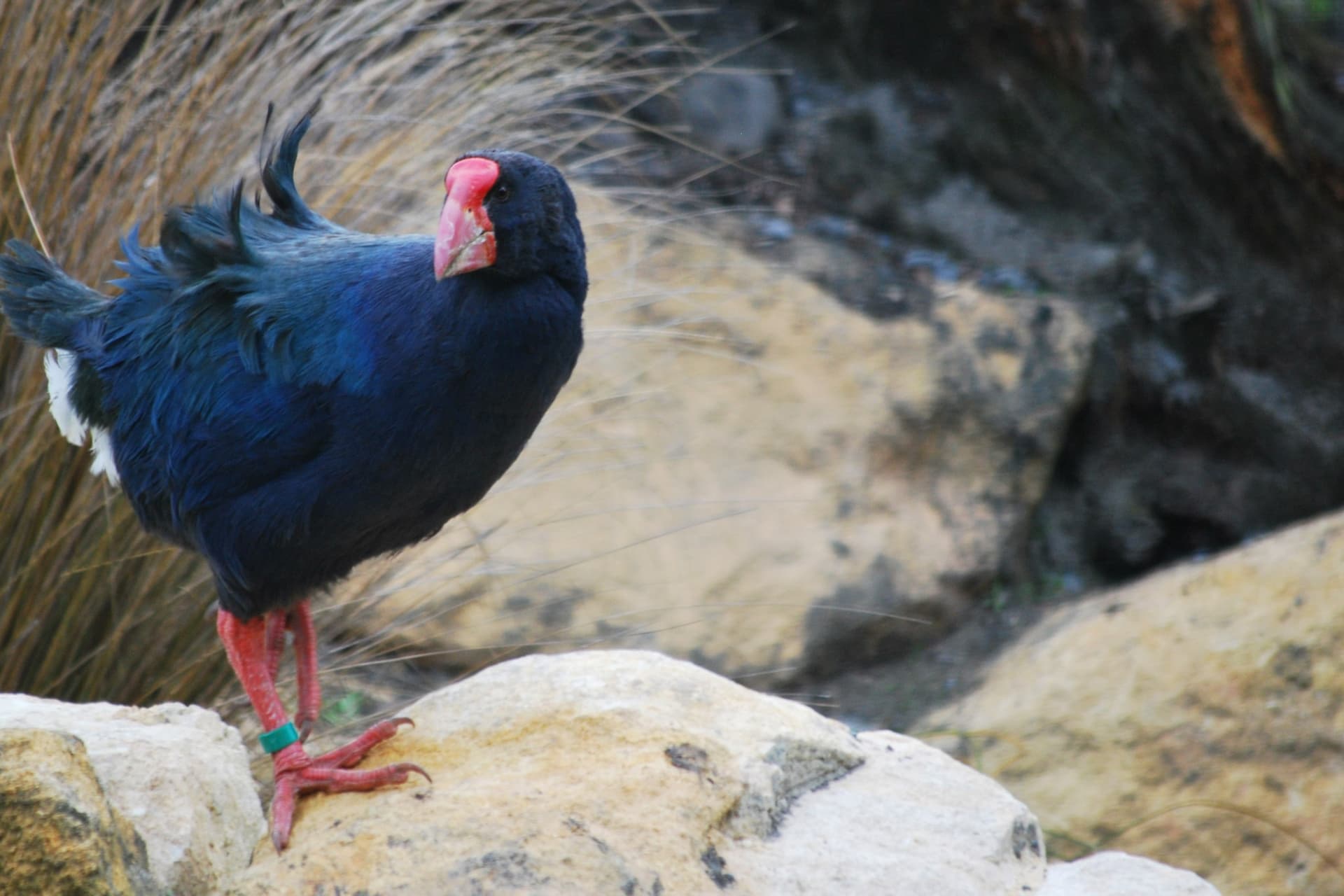 Willowbank Wildlife Reserve Ticket - სურათი 7