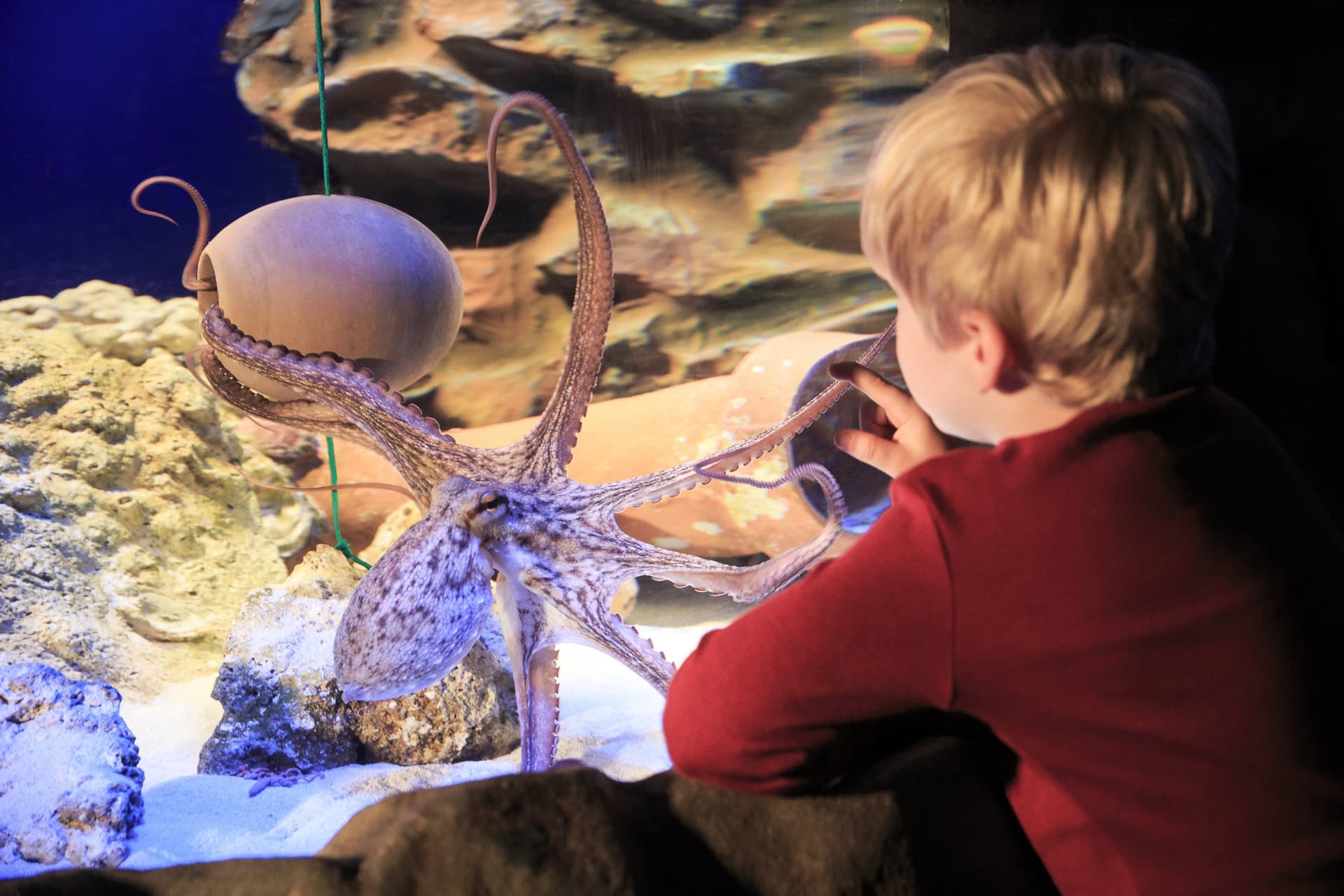 SEA LIFE Hannover Aquarium Ticket - სურათი 9