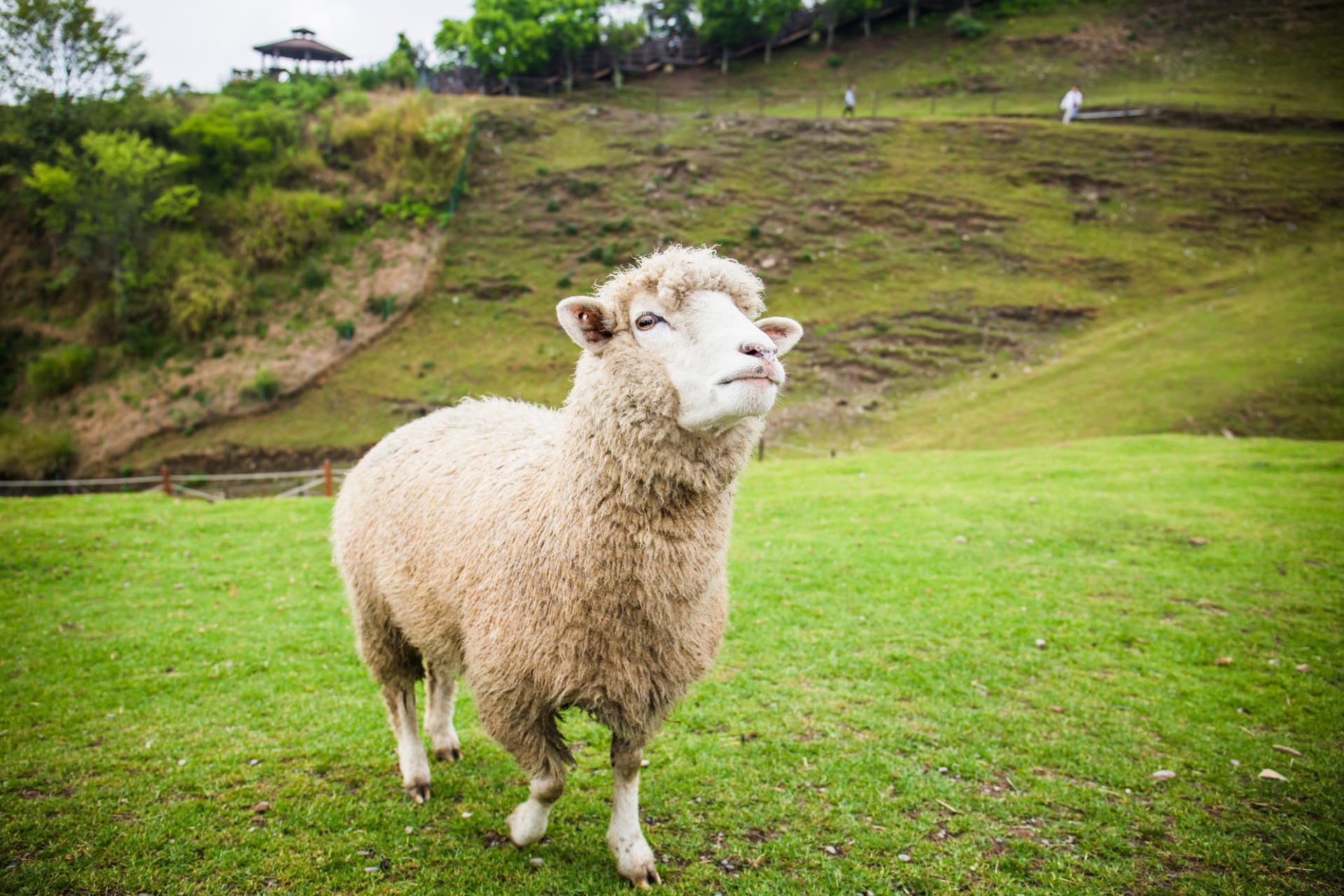 Qingjing Farm Green Green Grassland - მთავარი სურათი