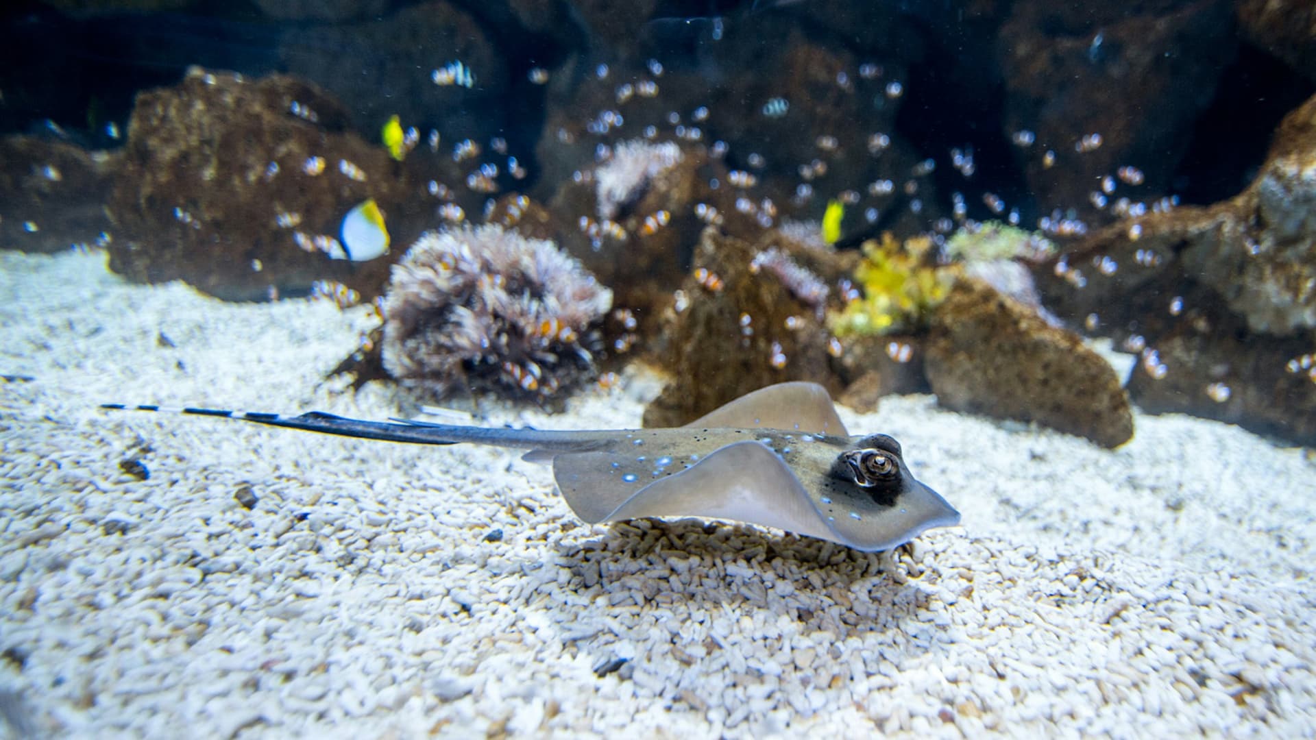 Poema del Mar - Aquarium Gran Canaria: Skip The Line Ticket - სურათი 4