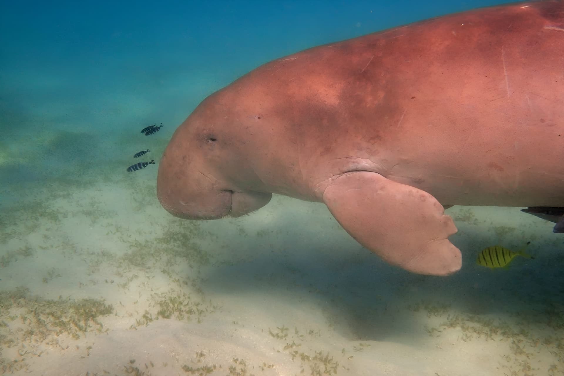 Miami: Snorkeling Adventure off a Secluded Island from South Beach - სურათი 5