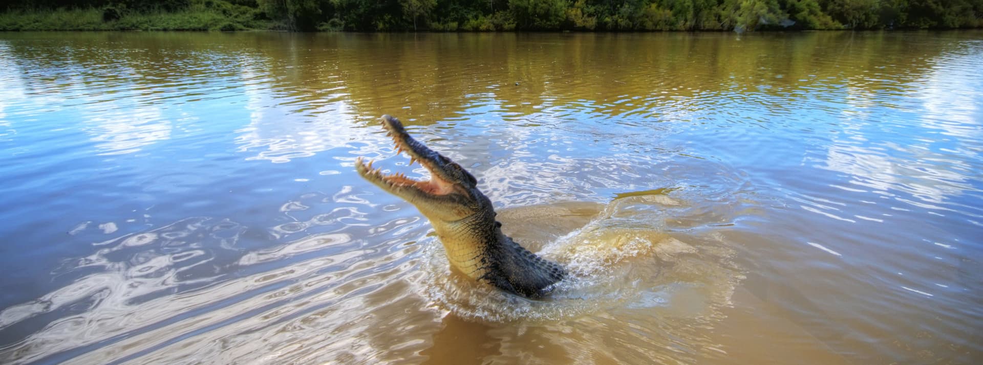 Adelaide River Jumping Crocs Cruise from Darwin - მთავარი სურათი