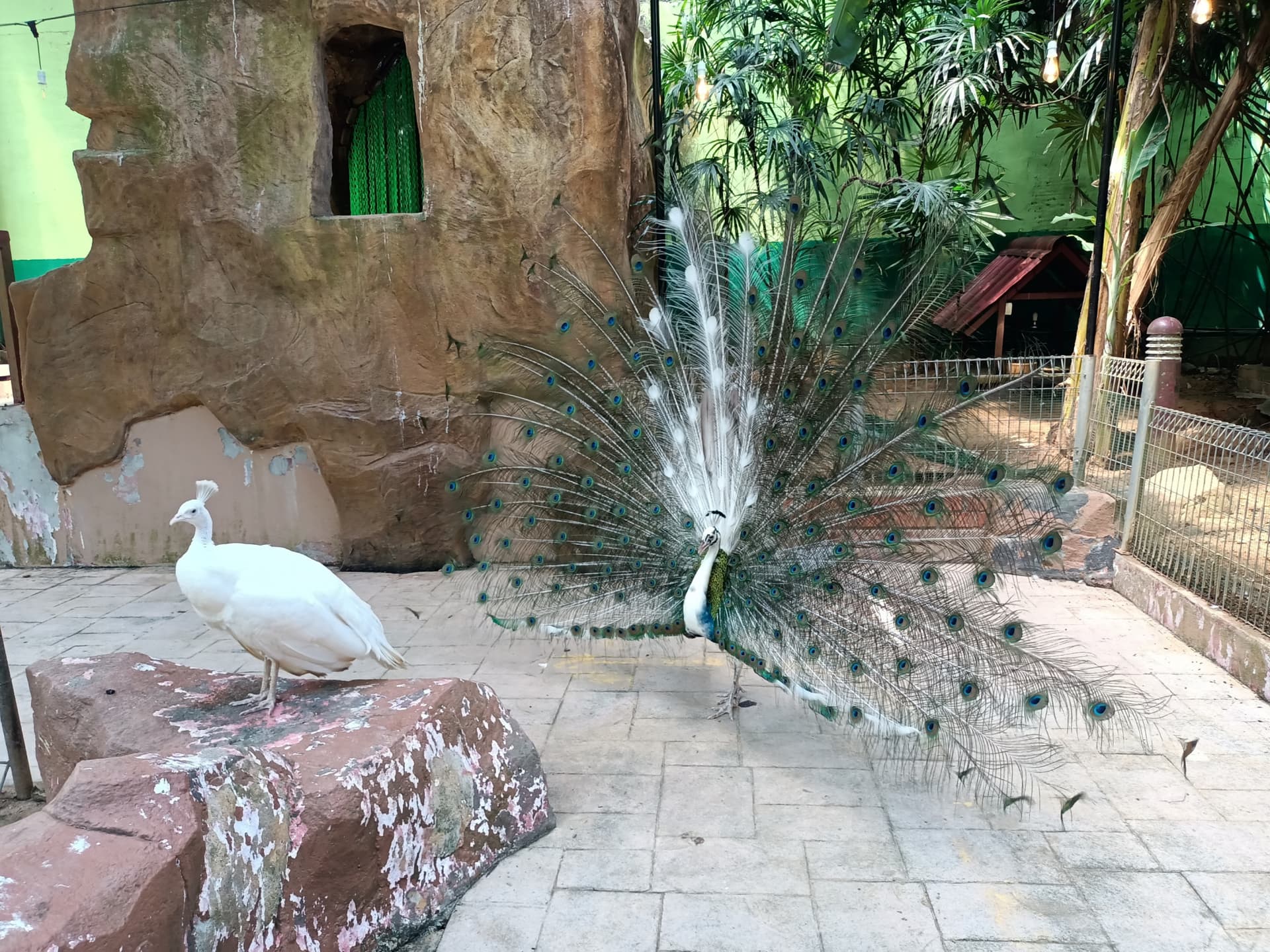 Langkawi Wildlife Park - სურათი 3