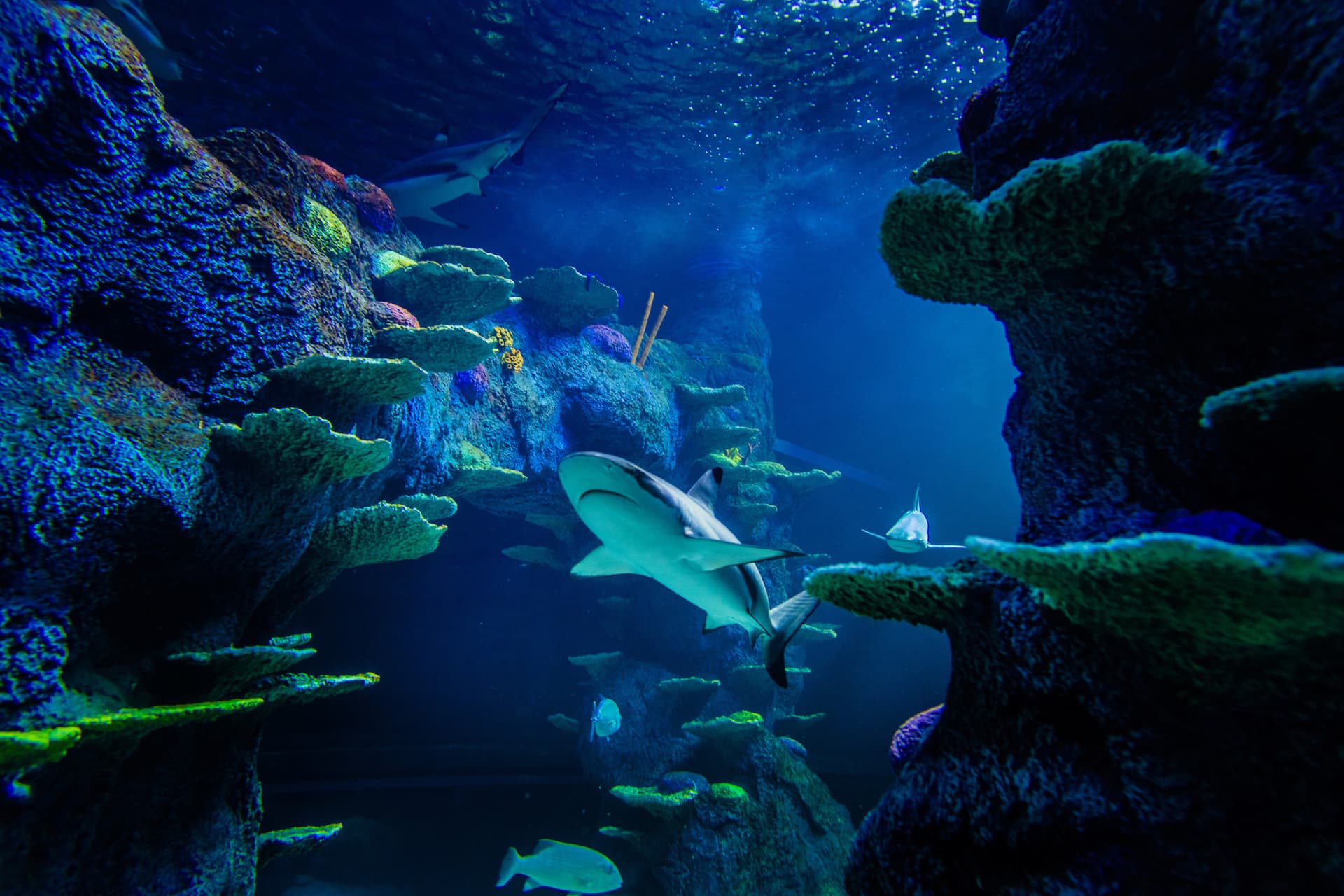 Sydney Multi-Attraction Pass - სურათი 5