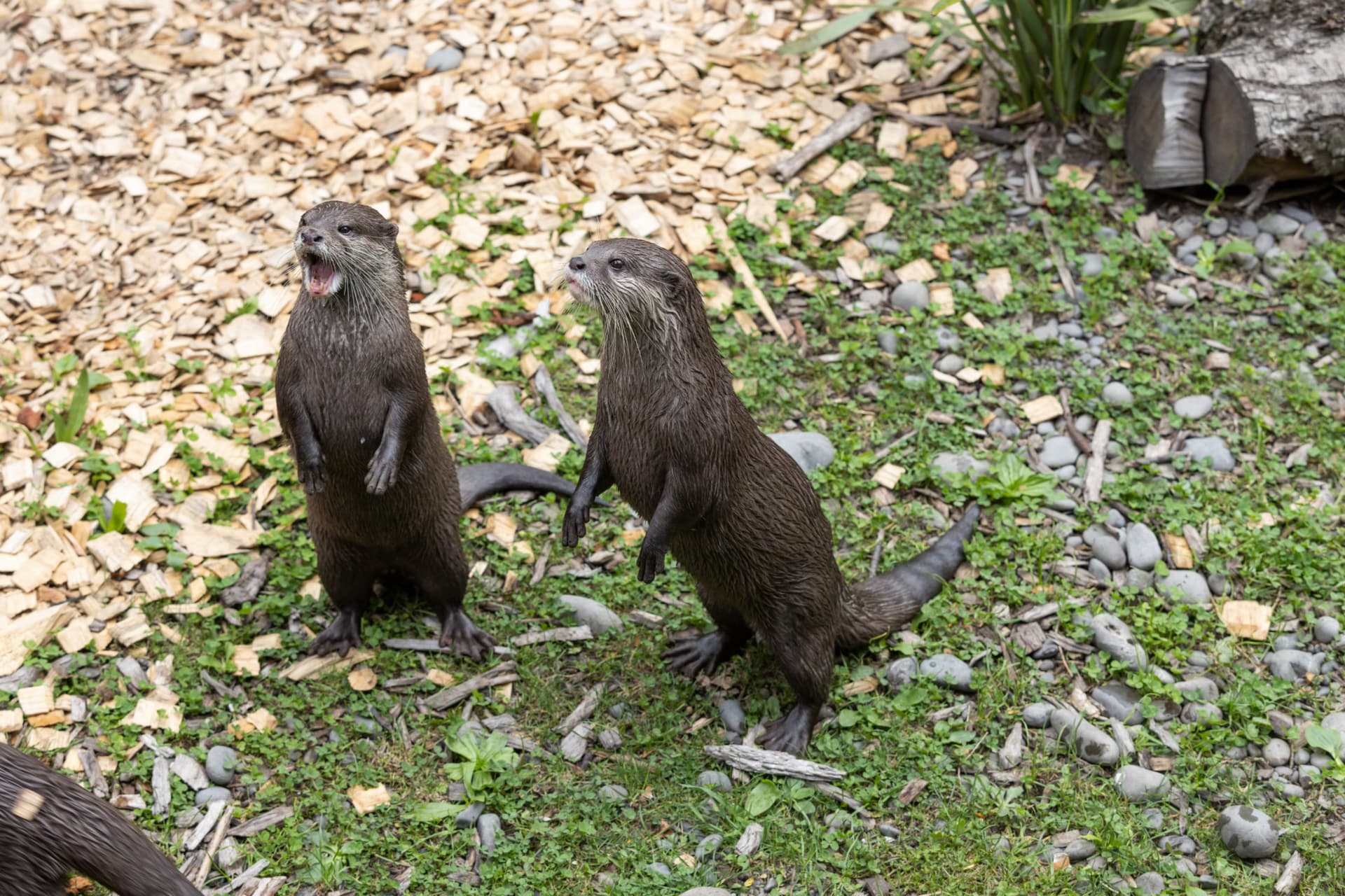 Willowbank Wildlife Reserve Ticket - სურათი 2