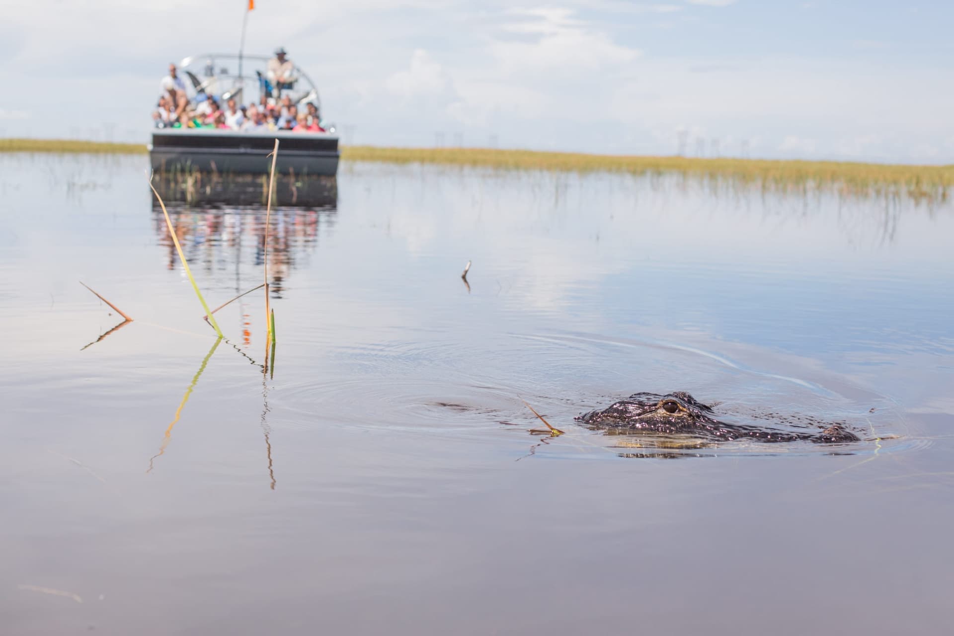 Miami Full-Day Combo: 75 min cruise + Everglades Airboat Tour + Double Decker Bus - სურათი 5