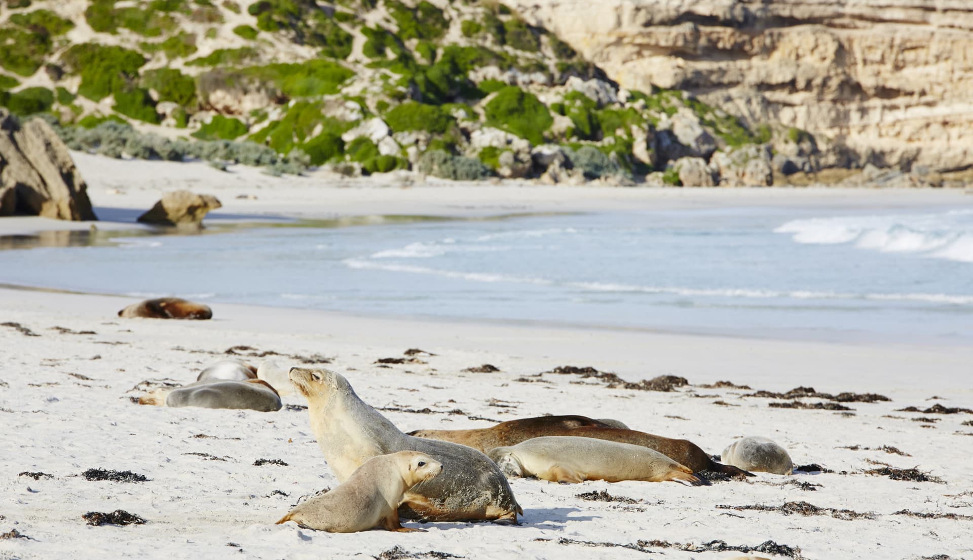Kangaroo Island Tour from Adelaide - სურათი 3