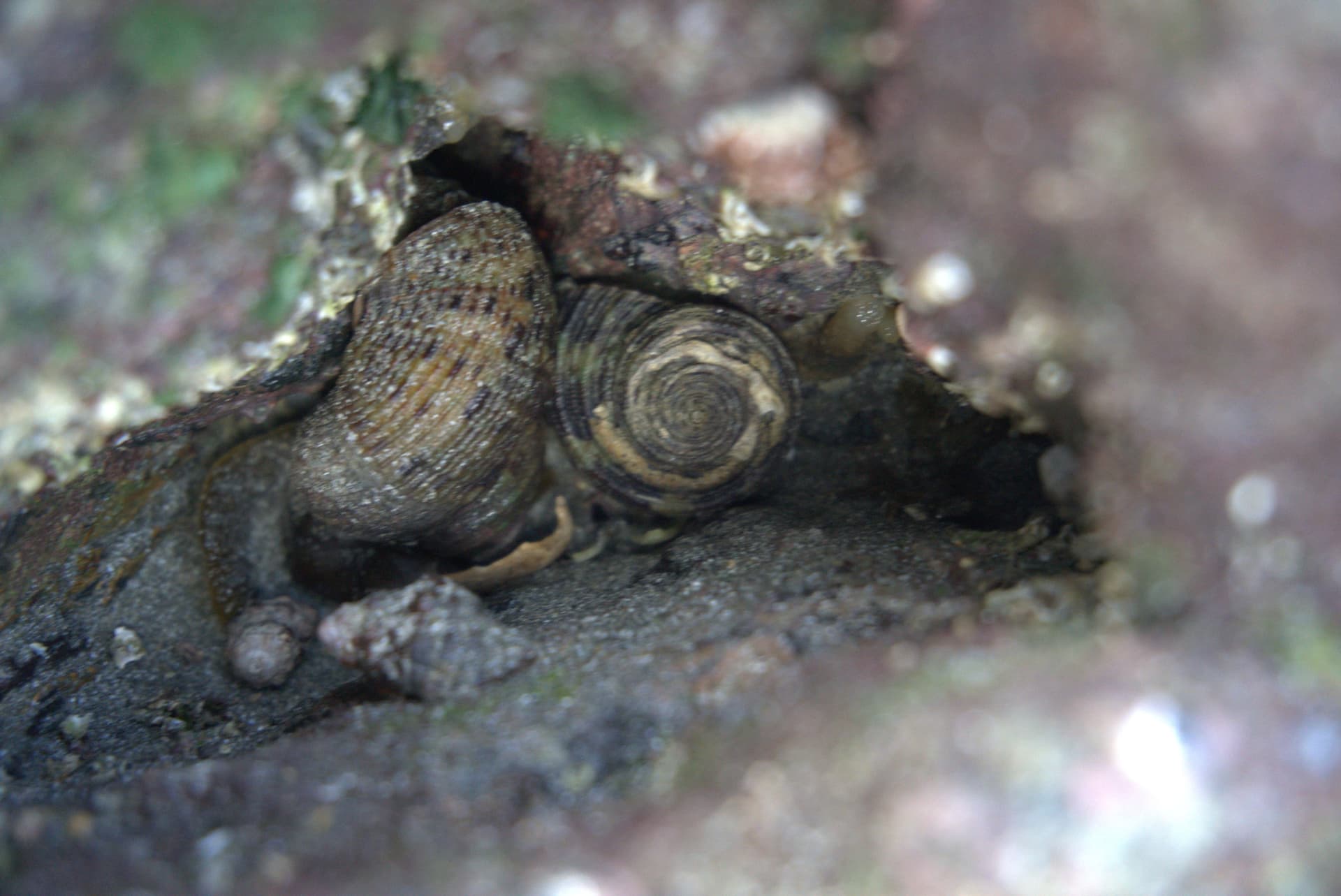 Desaru Beach and Tide Pool Walk - სურათი 24