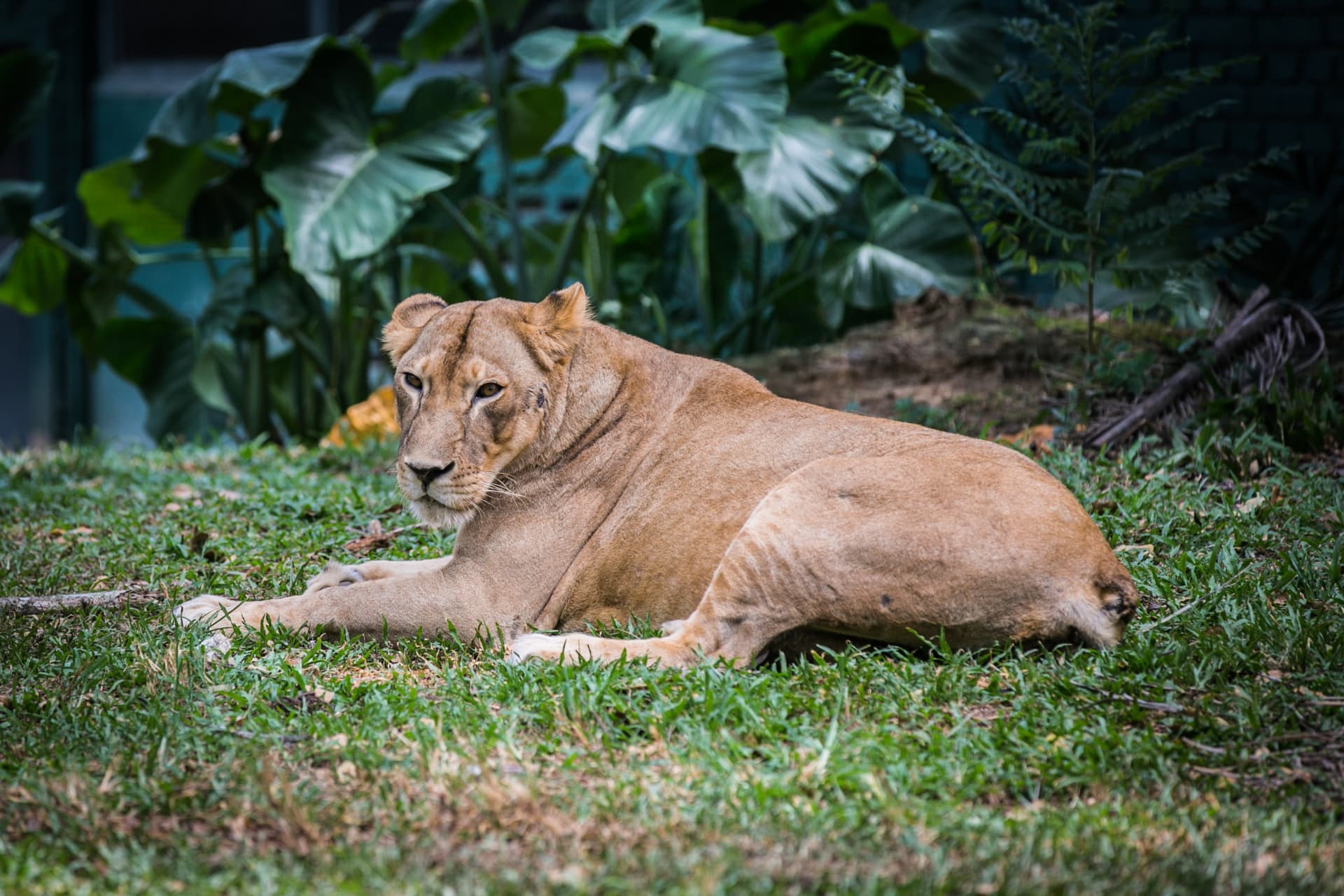 Zoo Negara Malaysia & Panda Conservation Centre Ticket - სურათი 6
