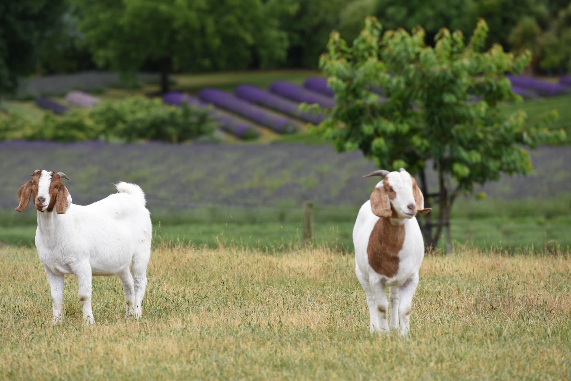 Wanaka Lavender Farm Ticket - სურათი 7