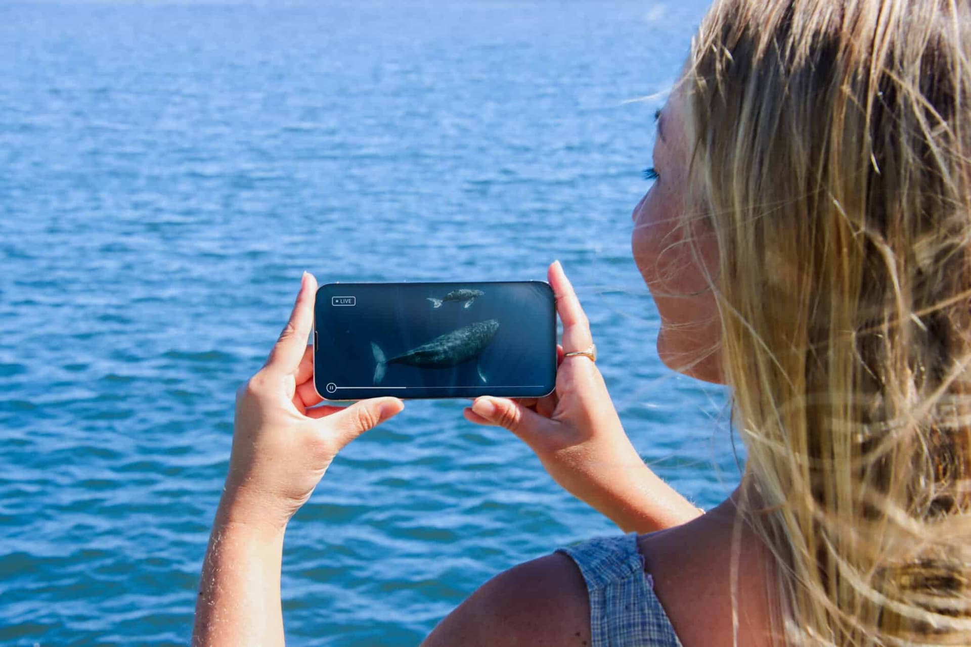 Gold Coast Whale Watching Cruise aboard Sea World Cruises - სურათი 6