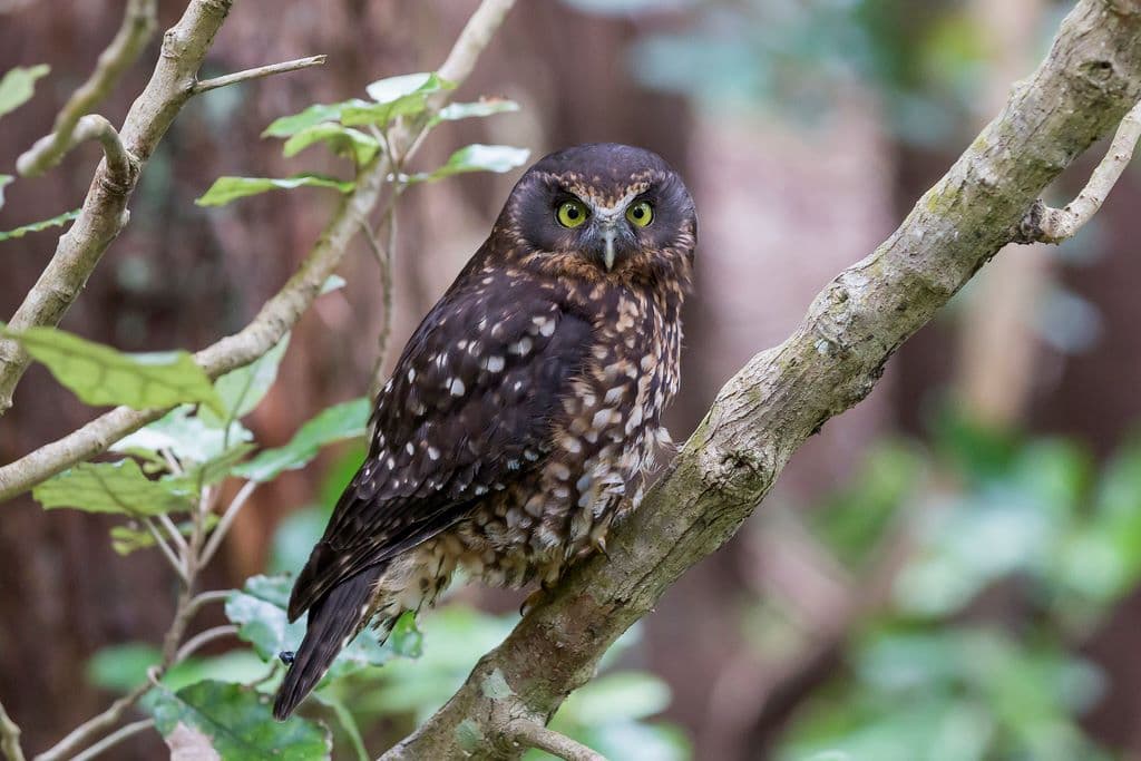 Zealandia Night Tour - სურათი 8
