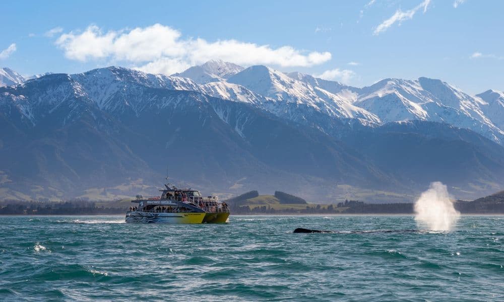Whale Watching Cruise Kaikoura - სურათი 2