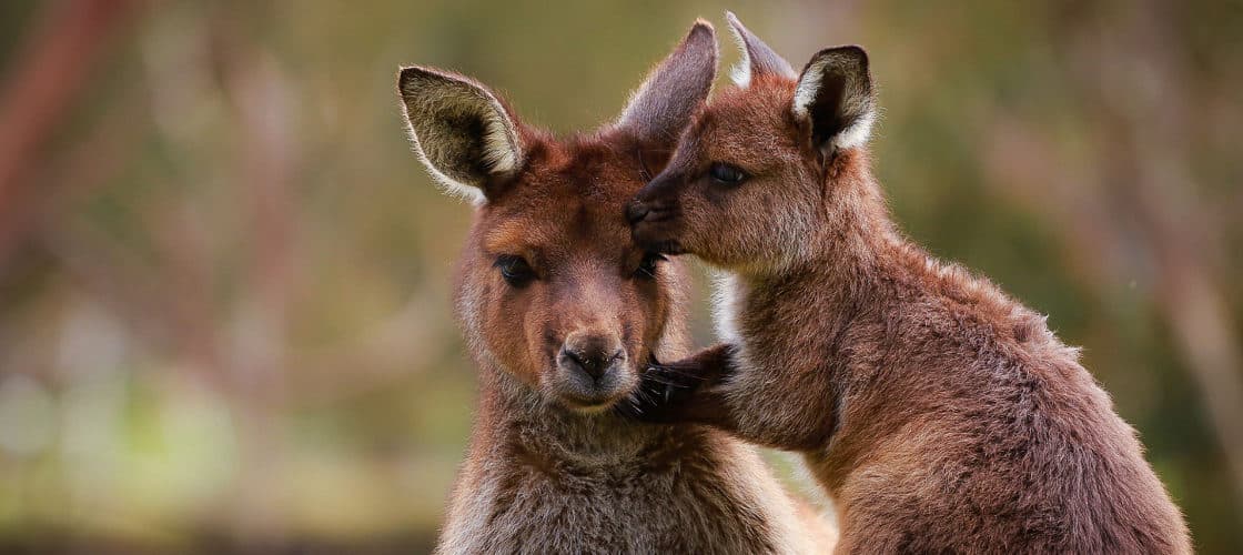 Ballarat Wildlife Park Tickets - მთავარი სურათი