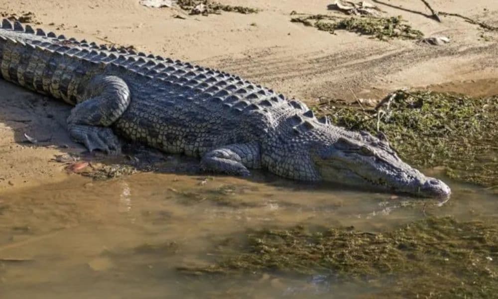Crocodile Express Daintree Cruise from Daintree Gateway - სურათი 2