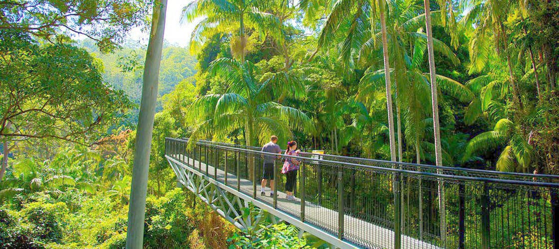 Tamborine Rainforest Skywalk - სურათი 3