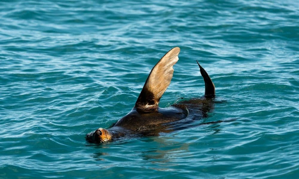 Whale Watching Cruise Kaikoura - სურათი 9