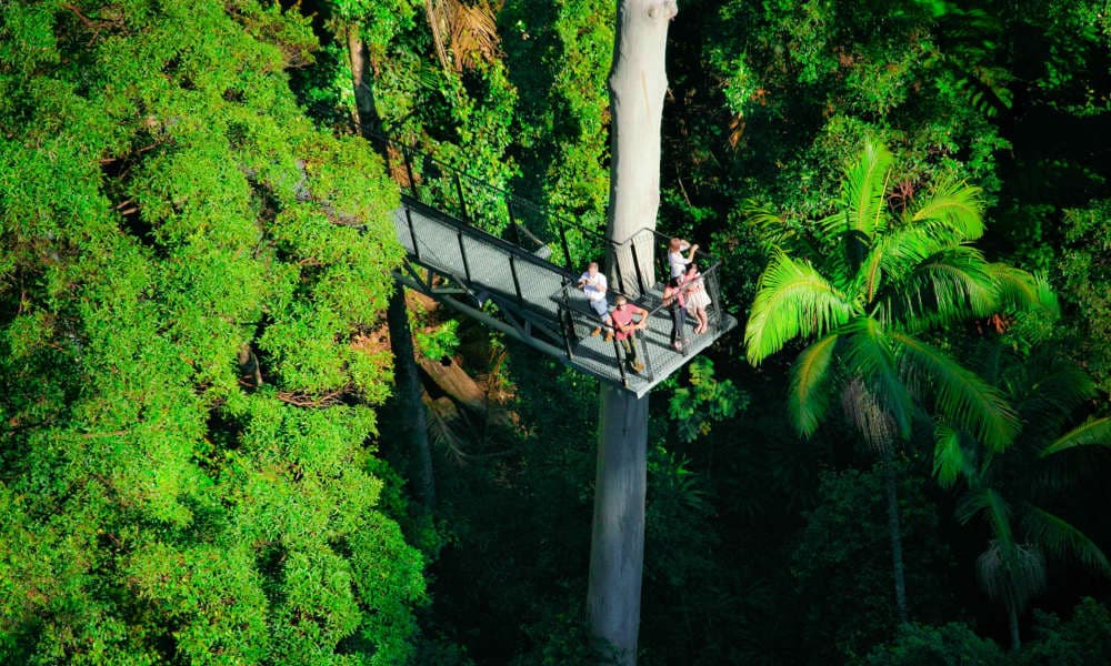 Tamborine Rainforest Skywalk - სურათი 2