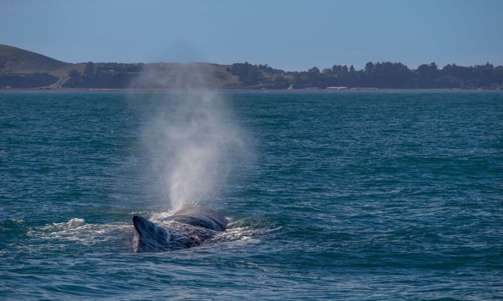 Whale Watching Cruise Kaikoura - სურათი 10