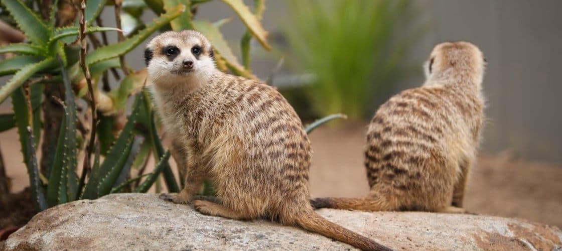 Ballarat Wildlife Park Tickets - სურათი 4