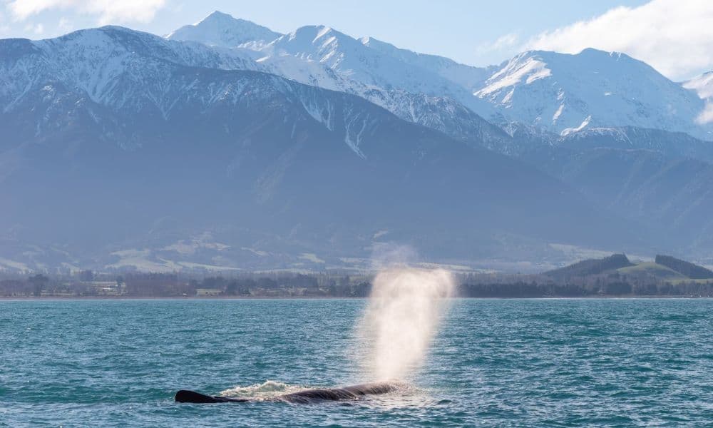 Whale Watching Cruise Kaikoura - სურათი 8