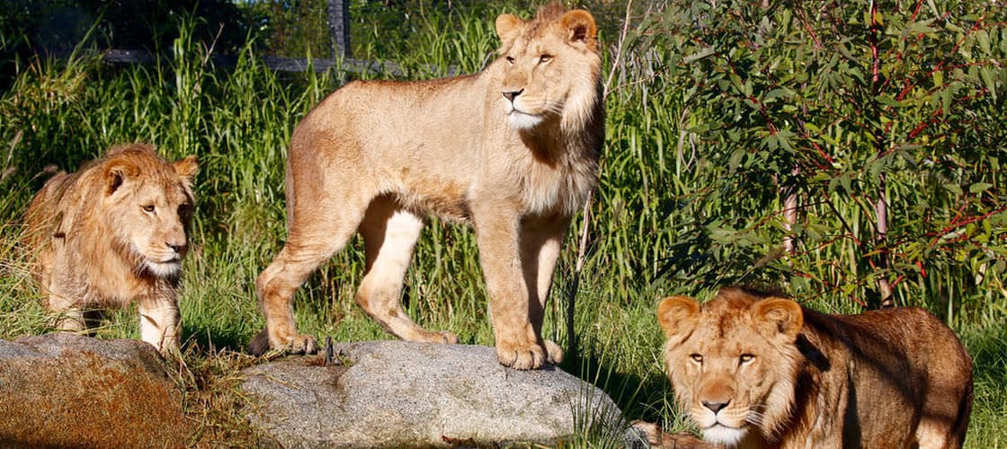 Melbourne Zoo Ticket - სურათი 2
