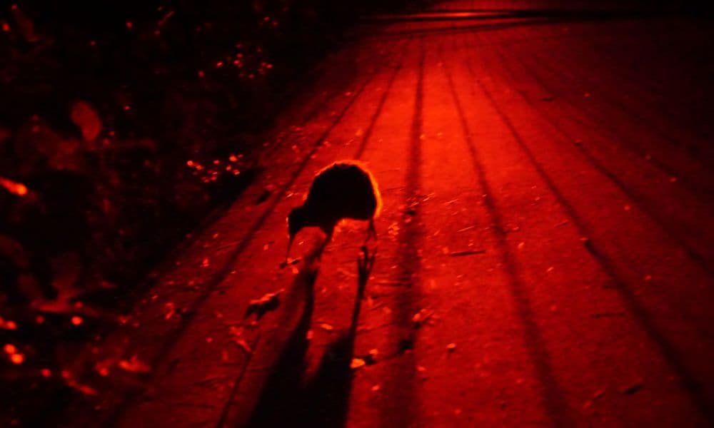 Zealandia Night Tour - სურათი 3