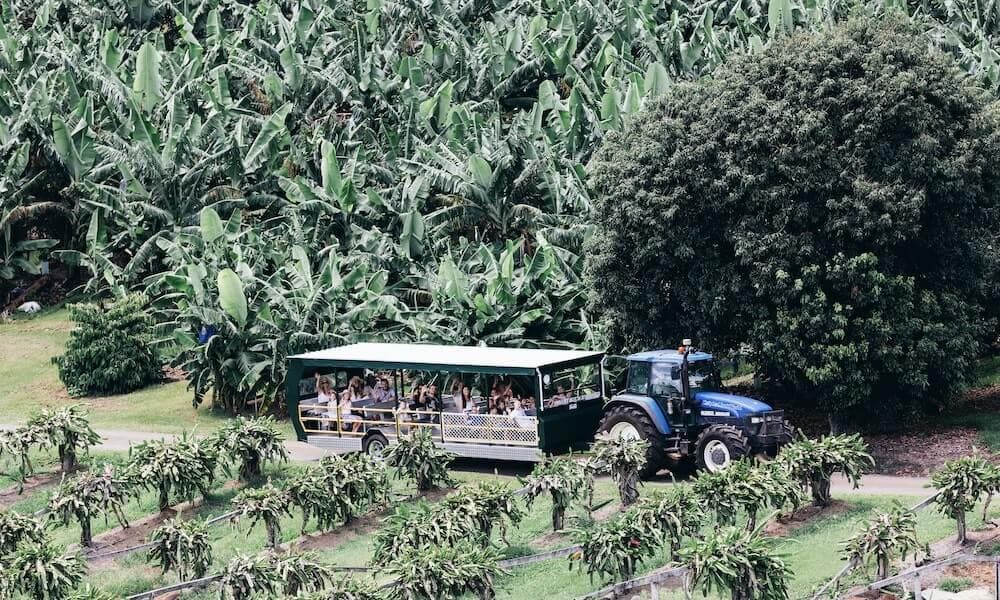 Tropical Fruit World Ticket - სურათი 3