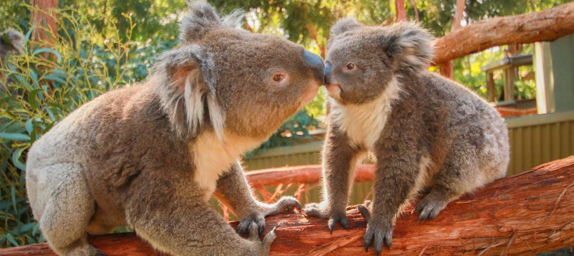 Ballarat Wildlife Park Tickets - სურათი 2