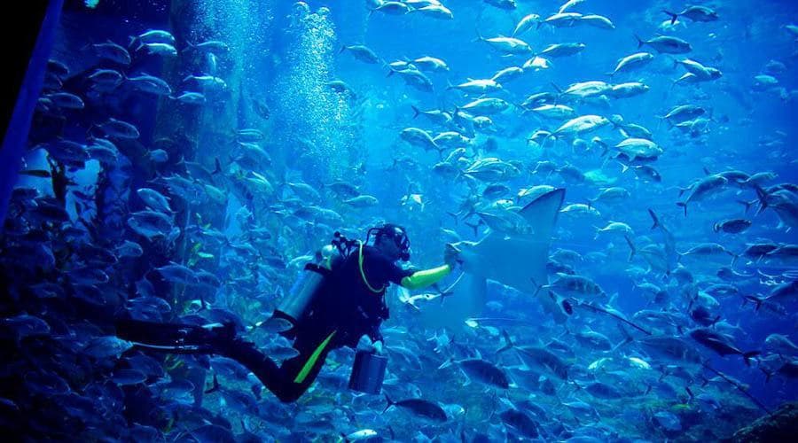 Dubai Aquarium and Underwater Zoo Ticket - სურათი 2