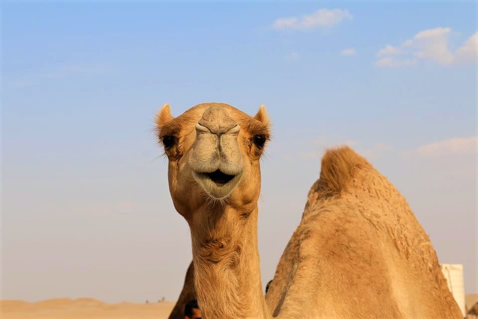 Morning Desert Safari Tour from Dubai - სურათი 4