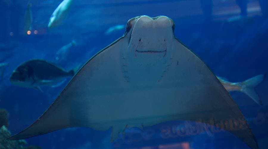 Dubai Aquarium and Underwater Zoo Ticket - სურათი 6