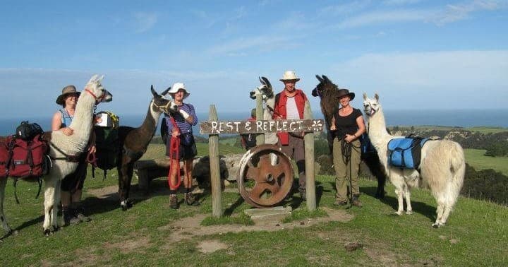 Half-Day Coastal Llama Trek from Kaikoura - მთავარი სურათი