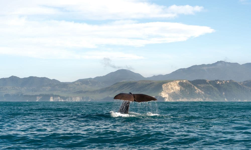 Whale Watching Cruise Kaikoura - სურათი 6