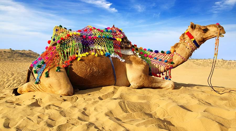 Morning Desert Safari Tour from Dubai - სურათი 11