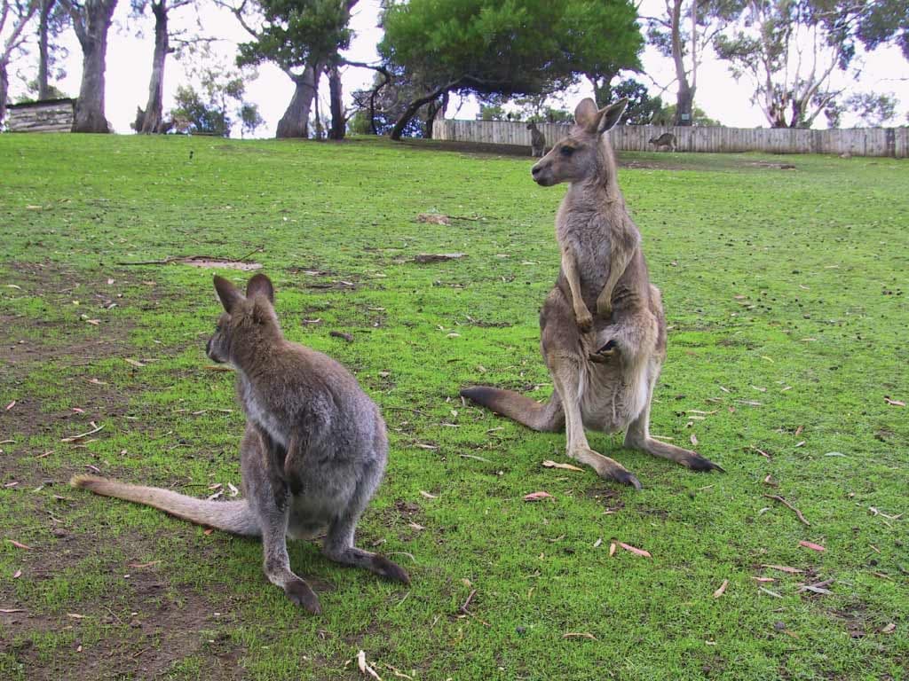 Bonorong Wildlife Sanctuary and Hobart City Tour - სურათი 6