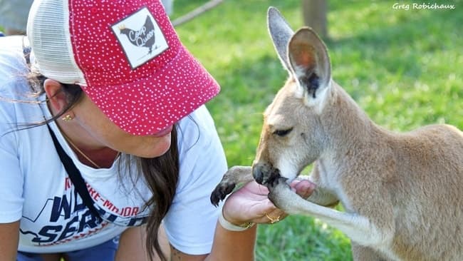 Kangaroo Walkabout Experience - სურათი 3